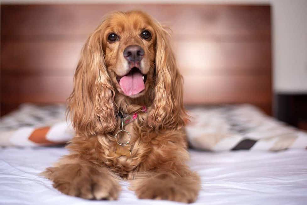 English fashion cocker spaniel dog breeds